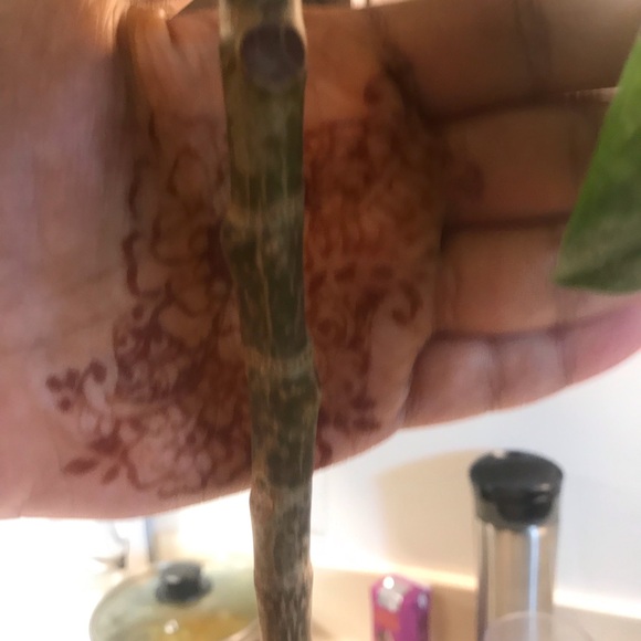 Tall and Large Ficus Audrey - Picture 16 of 16